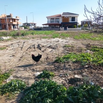 Ayvalık Altınova' da Denize Yakın Konut İmarlı Arsa.