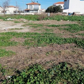 Ayvalık Altınova' da Denize Yakın Konut İmarlı Arsa.