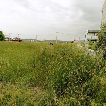 Ayvalık Altınova' da Denize Yakın Projeli Satılık İmarlı Arsa.