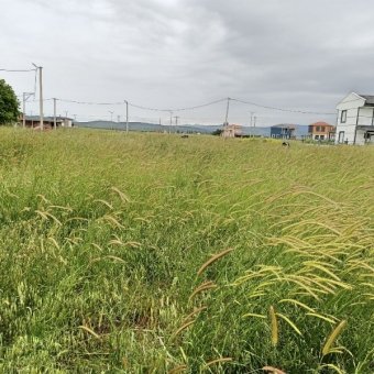 Ayvalık Altınova' da Denize Yakın Projeli Satılık İmarlı Arsa.