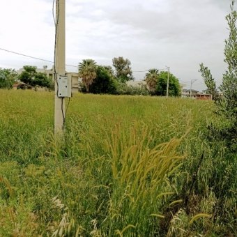 Ayvalık Altınova' da Denize Yakın Projeli Satılık İmarlı Arsa.